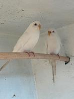 Koppel witte grasparkieten, Meerdere dieren