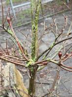 Grote Cornus Kousa ecologisch in kuip, Milky Way, Ophalen of Verzenden, Overige soorten, Volle zon