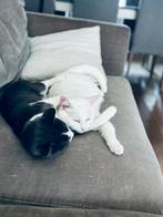 Sunny (kater) & Suzie (poes), Poes