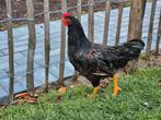 2 barnevelder hanen 1 kruising barnevelder/australorp haan, Dieren en Toebehoren, Pluimvee, Mannelijk, Kip