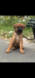 Boxer/mechelse herder pups, Meerdere, Meerdere dieren, Herder, Nederland
