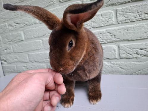 Rex konijnen - castor kleur, Dieren en Toebehoren, Konijnen, Middelgroot, Meerdere dieren, 0 tot 2 jaar