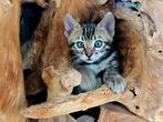 Raszuivere Bengaal kittens. Cool brown charcoal. 9 weken., Dieren en Toebehoren, Katten en Kittens | Raskatten | Korthaar, Poes
