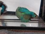 Betta man halfmoon