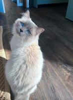 Aankondiging unieke Ragdoll kittens!, Dieren en Toebehoren, Katten en Kittens | Raskatten | Langhaar, Meerdere dieren, Ontwormd