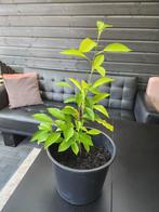 Sinasappel plant, Ophalen, Zomer