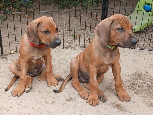 Deze 2 knappe Rhodesian Ridgebacks zoeken nog een baasje❤️💙, Dieren en Toebehoren, Honden | Niet-rashonden, Groot, Meerdere dieren