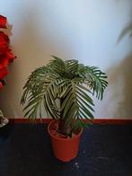 Prachtige kunst palmboom nieuw, Huis en Inrichting, Woonaccessoires | Kunstplanten en Kunstbloemen, Nieuw, Binnen, Ophalen of Verzenden