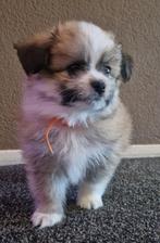 Pomeriaan x boomer puppy's bear face, Dieren en Toebehoren, Overige rassen, 8 tot 15 weken, Meerdere, Meerdere dieren