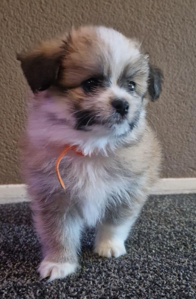 Pomeriaan x boomer puppy's bear face, Dieren en Toebehoren, Honden | Chihuahua's en Gezelschapshonden, Meerdere dieren, Overige rassen