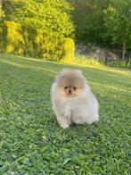 POMERANIAN BOY FOR SALE, 8 tot 15 weken, Eén hond, Nederland, Particulier