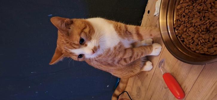 Ruby & Chloè, Dieren en Toebehoren, Katten en Kittens | Raskatten | Korthaar, Kater