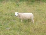 Enkele boeren texelaar en Swift fokschapen schaap schapen, Dieren en Toebehoren, Vrouwelijk, Schaap