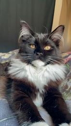 Maine Coon kitten poes, stamboom uit geteste ouders, Poes, Gechipt, 0 tot 2 jaar