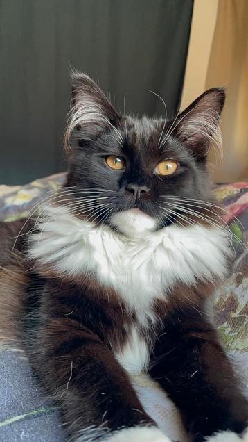 Maine Coon kitten poes, stamboom uit geteste ouders beschikbaar voor biedingen