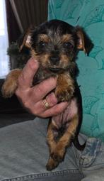 PRACHTIGE YORKSHIRE TERRIER PUPS ..., Dieren en Toebehoren, Honden | Jack Russells en Terriërs, Yorkshire Terriër, Parvo, 8 tot 15 weken