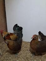 Hollandse Kriel patrijs, Meerdere dieren, Kip