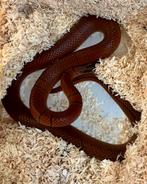 0.1 Oreocryptophis p pulchra, Hagedis, 0 tot 2 jaar