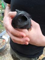 Baby cavia zeugje, Dieren en Toebehoren, Knaagdieren, Vrouwelijk, Cavia