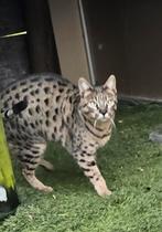 Savannah kat, Dieren en Toebehoren, Katten en Kittens | Raskatten | Korthaar, Poes