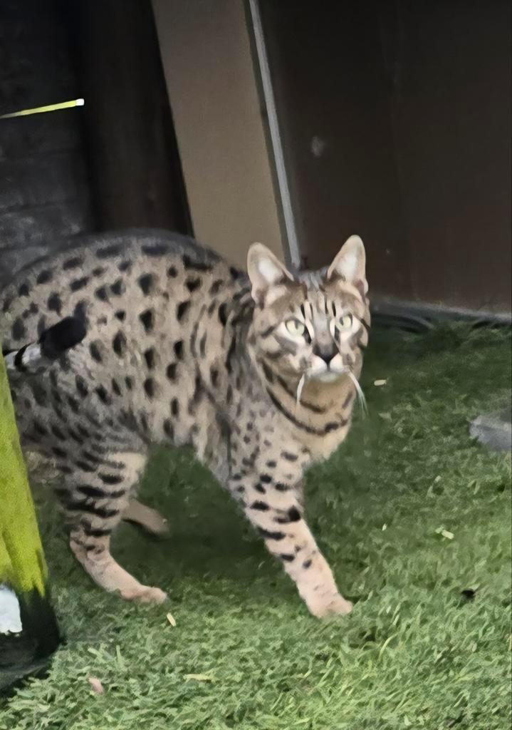 Savannah kat, Dieren en Toebehoren, Katten en Kittens | Raskatten | Korthaar, Poes