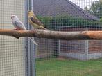 Roodrugparkieten, Dieren en Toebehoren, Vogels | Parkieten en Papegaaien, Meerdere dieren, Parkiet, Geringd