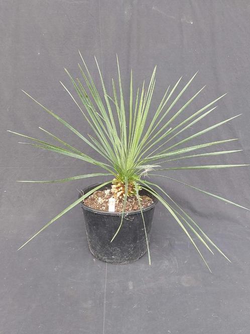 Yucca linearifolia ssp. Saltillo 12, 50 cm, stam 10 cm, diam, Tuin en Terras, Planten | Tuinplanten, Vaste plant, Overige soorten