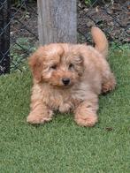 Prachtige Maltipoo x labradoodle, Dieren en Toebehoren, CDV (hondenziekte), 8 tot 15 weken, Meerdere, Nederland