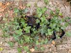 Klimopplantjes, Tuin en Terras, Ophalen, Vaste plant, Halfschaduw, Klimplanten