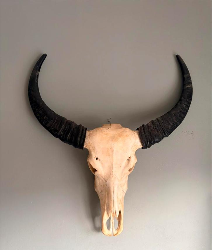 Waterbuffel schedel - Mooie wanddecoratie, Huis en Inrichting, Woonaccessoires | Wanddecoraties, Gebruikt, Ophalen