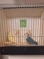 Agapornis rosecollies blauw x geel, Meerdere dieren, Dwergpapegaai of Agapornis
