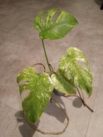 Monstera Mint Variegata - Prachtige Plant!, Huis en Inrichting, Kamerplanten, Ophalen