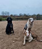 Honden uitlaat service Beverwijk en omstreken, Uitlaatservice
