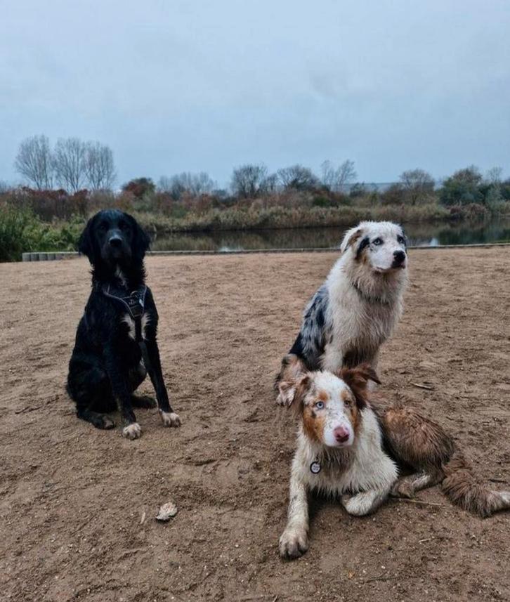 Honden uitlaat service Beverwijk en omstreken, Diensten en Vakmensen, Dieren | Honden | Verzorging, Oppas en Les, Particuliere oppas