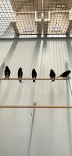 Tropische  vogels, Meerdere dieren, Tropenvogel, Geringd