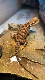 Baby dwerg baardagaam - pogona henrylawsoni -dwergbaardagaam, Hagedis, Tam, 0 tot 2 jaar