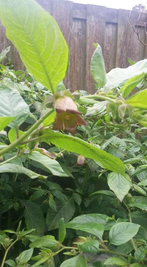 Atropa komarovii , Belladonna, Wolfskers zaden, Tuin en Terras, Bloembollen en Zaden, Zaad, Voorjaar, Halfschaduw, Ophalen of Verzenden