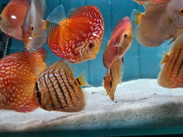 Discus Blue Turquoise, Symphysodon Discus Blue Turquoise beschikbaar voor biedingen