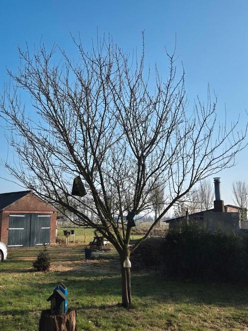 Grote mooie pruimenboom, Tuin en Terras, Planten | Bomen, Overige soorten, 250 tot 400 cm, Halfschaduw, Lente, Ophalen