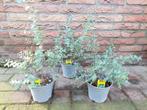 Eucalyptus Gunnii - Eucalyptusplant / Gomboom H: 35 - 50 cm., Tuin en Terras, Volle zon, Vaste plant, Bloeit niet, Ophalen