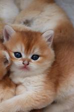 Britse korthaar kittens, Dieren en Toebehoren, Katten en Kittens | Raskatten | Korthaar, Meerdere dieren