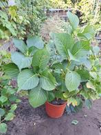 Grote hortensia, Ophalen, Overige soorten, Halfschaduw