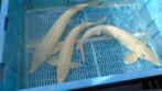 Albino steuren  Maat 50/55 cm  voor 60 euro, Dieren en Toebehoren, Vissen | Vijvervissen, Steur