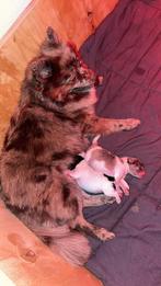 Prachtige Pomeriaan pups reu/teefje, Dieren en Toebehoren, 8 tot 15 weken, Meerdere, Nederland, Particulier