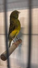 Kanarie, Dieren en Toebehoren, Vogels | Kanaries, Mannelijk, Kleurkanarie