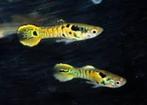 Tijger Endler guppy per paar - Koidream Valburg, Dieren en Toebehoren, Vissen | Aquariumvissen