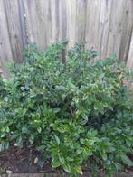 Chinese liguster - liguster lucidum, Ophalen, Liguster, 100 tot 250 cm