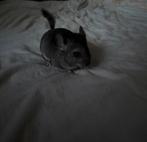 Chinchilla, Dieren en Toebehoren, Knaagdieren, December, Mannelijk, Chinchilla