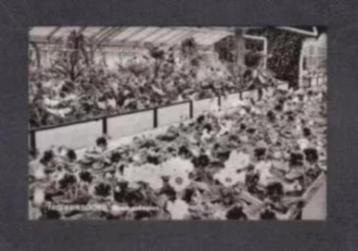 Frederiksoord Bloemenkassen 1963. beschikbaar voor biedingen