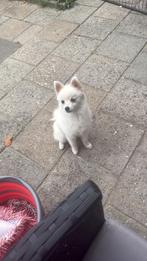 Pomsky, Dieren en Toebehoren, 15 weken tot 1 jaar, Eén hond, Nederland, Particulier